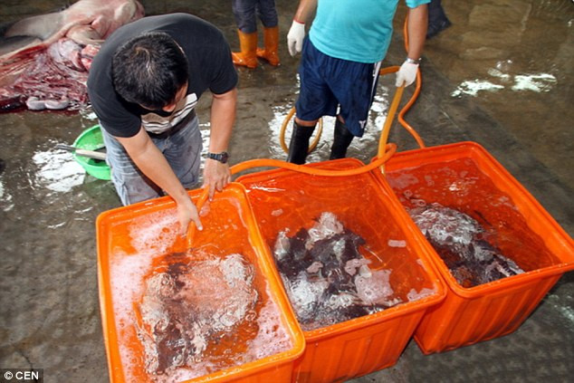 Những chú cá mập con đã được gửi tới trung tâm nghiên cứu sinh học biển Đài Đông. (Nguồn: CEN)