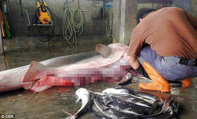 Hai con cá mập mẹ đã bị mắc vào lưới đánh cá vào hôm 13, 14/6 và không qua khỏi. (Nguồn: CEN)