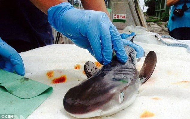 Các ngư dân đã bị mổ bụng cá mập mẹ và cứu 38 con cá mập hổ con. (Nguồn: CEN)