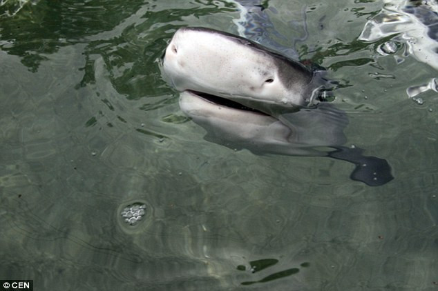 Sau khi mổ bụng con cá mập mẹ thứ hai, các ngư dân cứu được 37 con cá mập hổ con. (Nguồn: CEN)