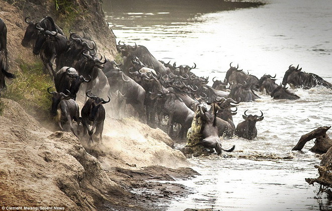 Cứ đến tháng 8 hằng năm, hàng nghìn con linh dương đầu bò thực hiện hành trình di cư để tới vùng đồng cỏ trong vườn quốc gia Maasai Mara, Kenya. (Nguồn: Solent News)