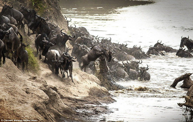 Con cá sấu cắn ngang người chú linh dương đầu bò. (Nguồn: Solent News)