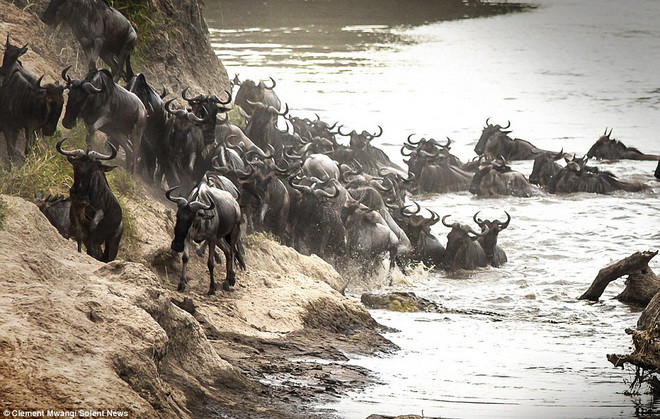 Chú linh dương đầu bò đang cùng đàn của mình lao xuống sông thì bất ngờ bị con cá sấu lao tới tấn công. (Nguồn: Solent News)