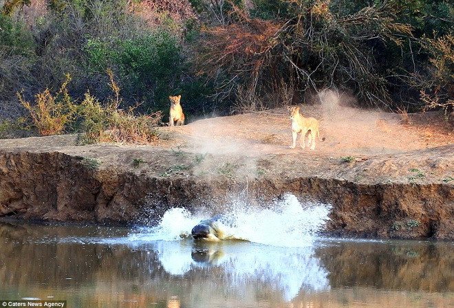 Hai con sư tử ngán ngẩm nhìn chú hà mã chạy thoát. (Nguồn: Caters News Agency)