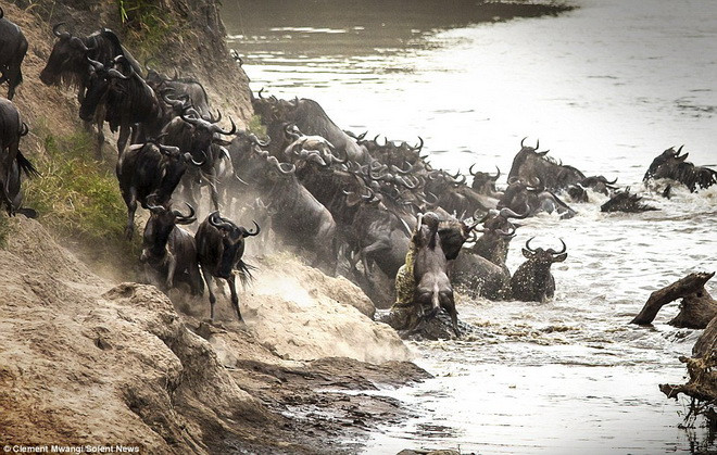 Cá sấu dìm chú linh dương đầu bò xuống nước. (Nguồn: Solent News)
