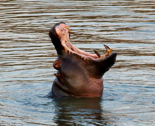 Anh Morn Hamlyn đã ghi lại màn tẩu thoát ấn tượng trên. (Nguồn: Caters News Agency)