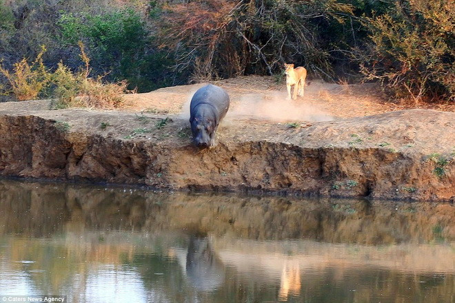 Con hà mã bị đàn sư tử truy đuổi. (Nguồn: Caters News Agency)