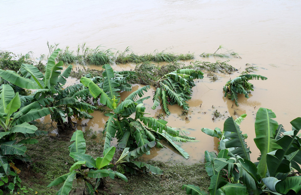Cuối giờ chiều ngày 14/6, lũ trên thượng nguồn sông Hồng tại Lào Cai đạt đỉnh là 81,86m, trên cấp báo động 1 và dưới cấp báo động 2 là 0,14m. (Ảnh: Quốc Khánh/TTXVN)