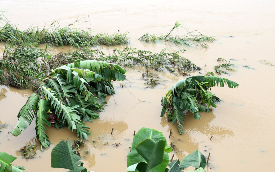 Đây là trận lũ lớn nhất trên sông Hồng tính từ đầu mùa mưa 2022 đến nay. (Ảnh: Quốc Khánh/TTXVN)