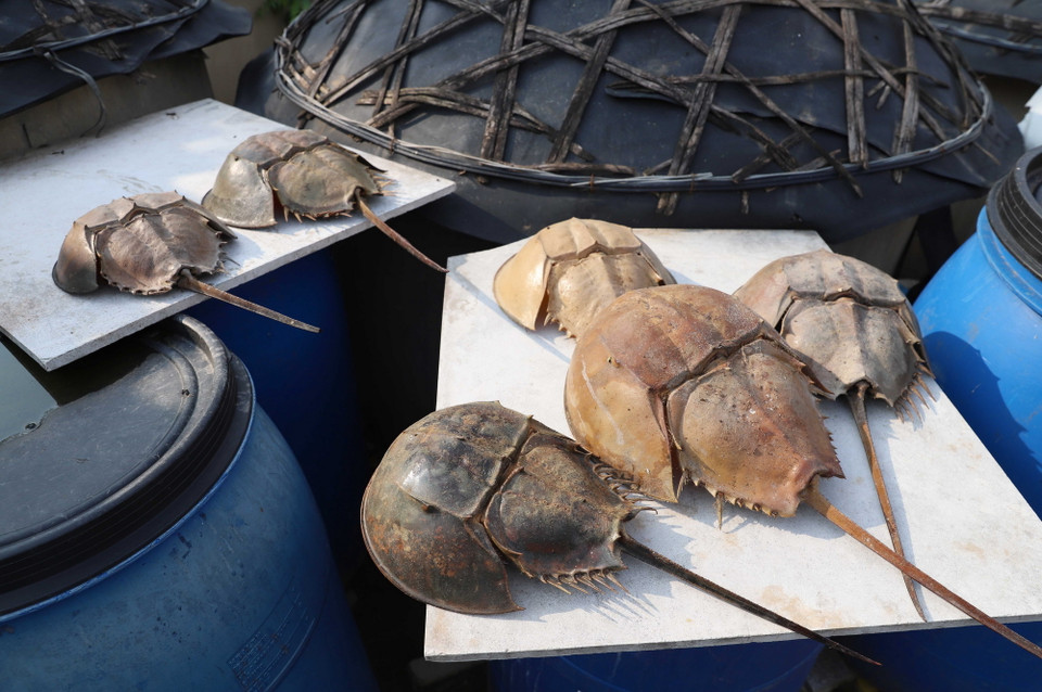 Nhiều vỏ (bộ phận mai và đuôi) của sam biển được ngư dân phơi khô sau khi đã mổ, lấy hết nội tạng ra. (Ảnh: Xuân Tiến/TTXVN)