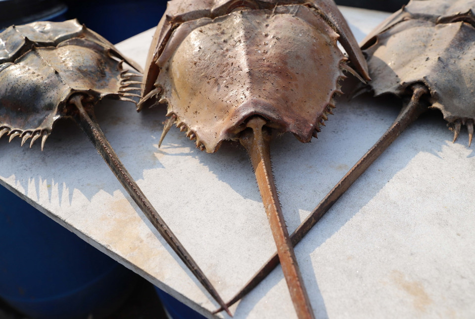 3 cạnh của đuôi sam (trong ảnh) đều có gai nhọn như răng cưa, cuối đuôi khá nhọn. Khác hẳn với đuôi so không có gai nhọn, cuối đuôi khum tròn. (Ảnh: Xuân Tiến/TTXVN)