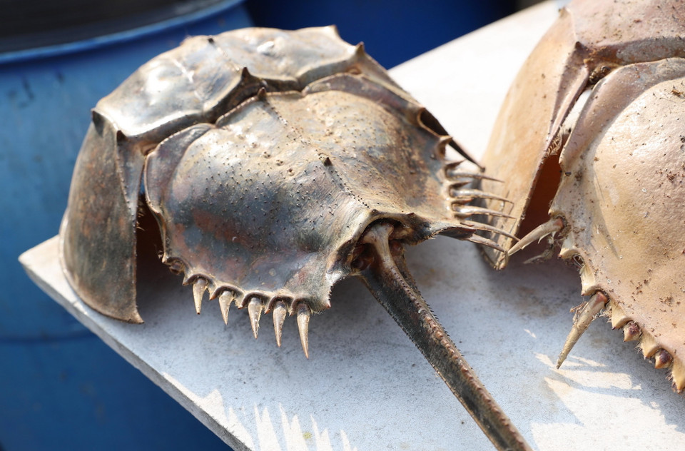 Đuôi con sam (trong ảnh) có 3 cạnh, nếu cắt ngang đuôi sam có tiết diện hình tam giác. Còn đuôi so khi cắt ngang có tiết diện tròn hoặc bầu dục. (Ảnh: Xuân Tiến/TTXVN)