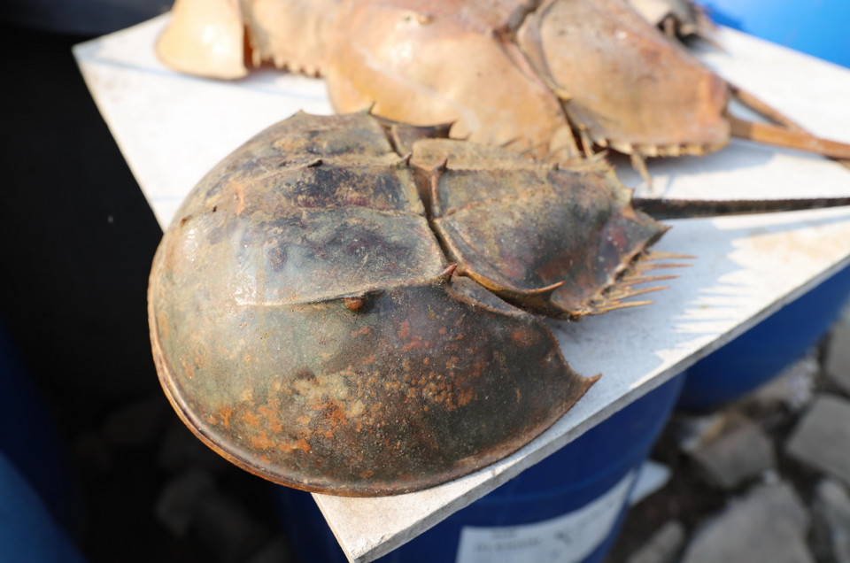 Bộ phận mai của con sam (trong ảnh) hình tròn, có màu nâu đồng, khác với con so, mai có màu nâu pha chút xanh lơ. (Ảnh: Xuân Tiến/TTXVN)