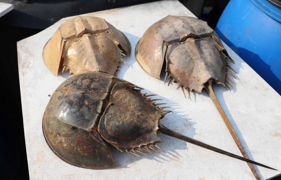 Sam biển là động vật giáp xác, sống ở biển. Trên thế giới họ sam (Xiphosuridae) có 4 loài, riêng ở Việt Nam chỉ có 2 loài là sam biển (Tachypleus tridentatus) và so biển (Carcinoscorpius rotundicauda). (Ảnh: Xuân Tiến/TTXVN)