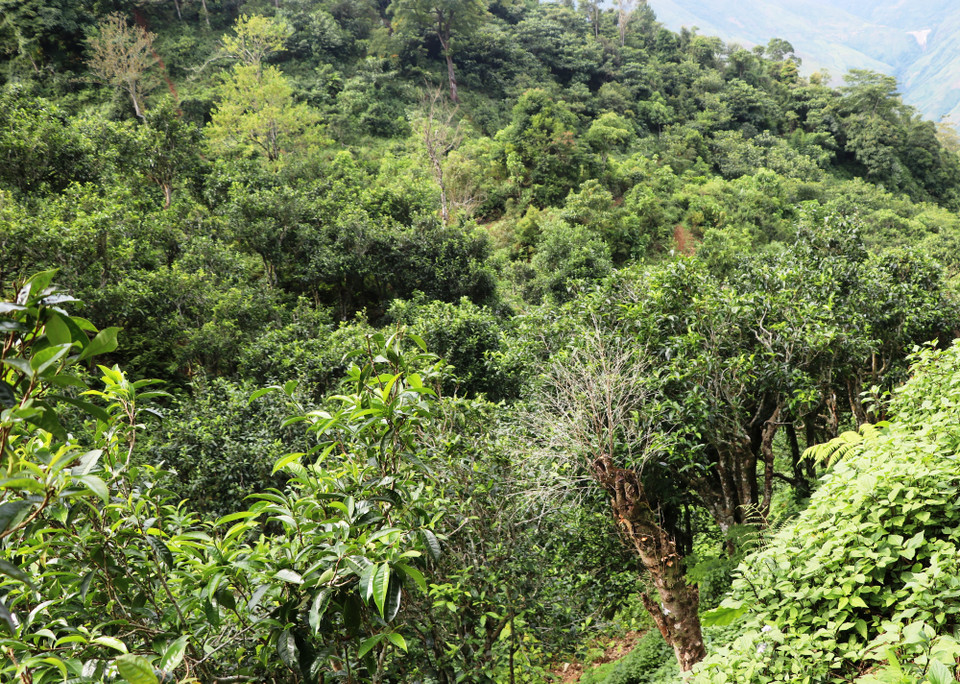  (Ảnh: Hạnh Nguyễn/Vietnam+)