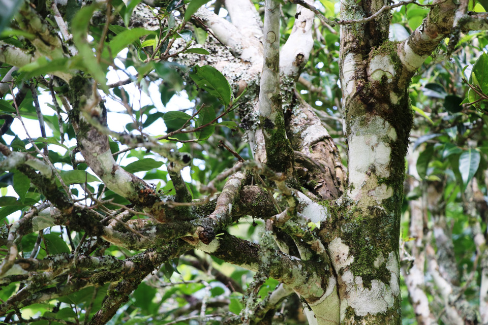 Cây chè shan tuyết cổ thụ. (Ảnh: Hạnh Nguyễn/Vietnam+)