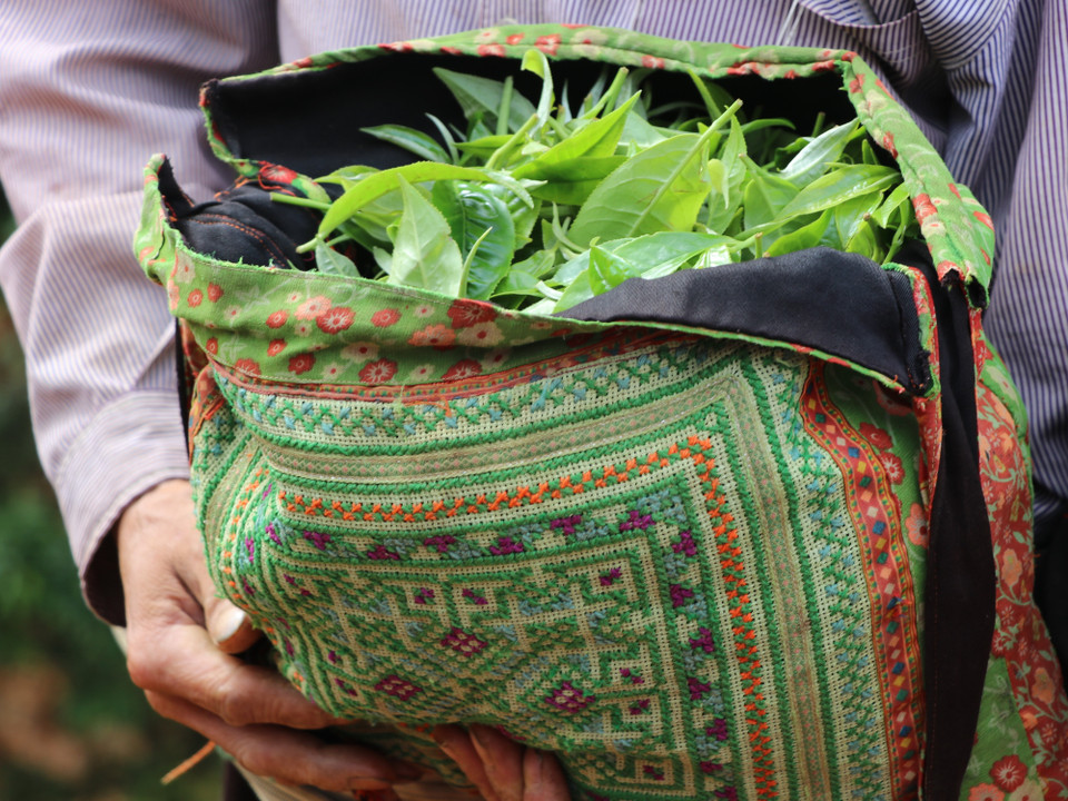 Cây chè shan tuyết trở thành một sản vật quý báu và thiêng liêng của bà con dân tộc Mông. (Ảnh: Hạnh Nguyễn/Vietnam+)