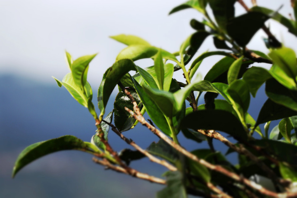 Cây chè shan tuyết-Tà Xùa sinh sống trong môi trường quanh năm mây mù và sương giá bao phủ. (Ảnh: Hạnh Nguyễn/Vietnam+)