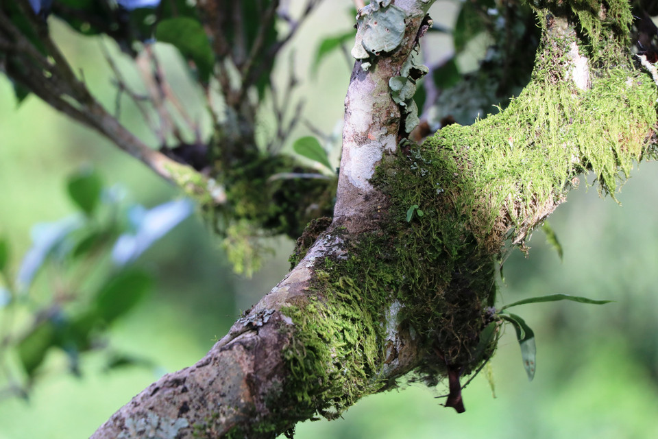 Cây chè cổ thụ có tuổi đời hàng trăm năm tuổi, mọc tự nhiên trên các triền và đỉnh núi. (Ảnh: Hạnh Nguyễn/Vietnam+)