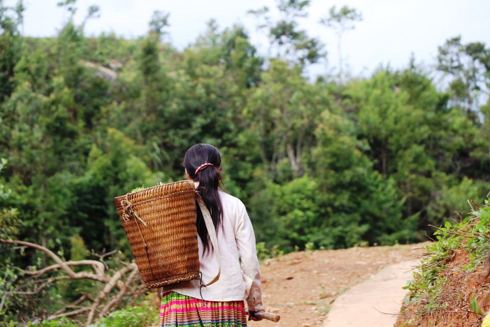 Cây chè shan tuyết tập trung chủ yếu ở các bản Tà Xùa A, Tà Xùa C, Mống Vàng, Chung Chinh và Bản Bẹ. (Ảnh: Hạnh Nguyễn/Vietnam+)