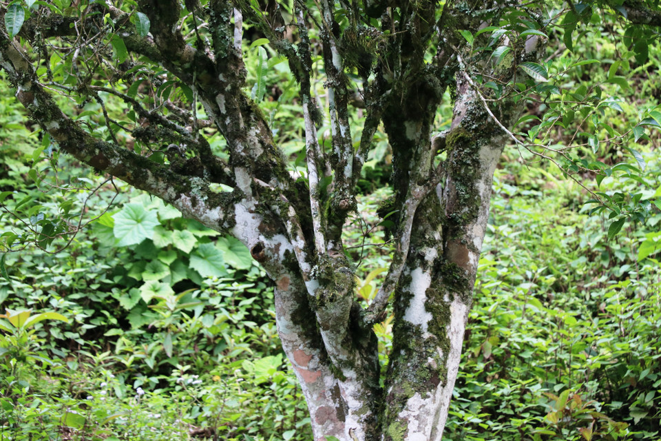 Cây chè cổ shan tuyết có tán rộng, thân xù xì, cao khoảng 10m-15m. (Ảnh: Hạnh Nguyễn/Vietnam+)