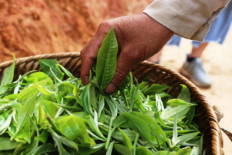 Shan là núi, cây chè mọc trên núi có búp to màu trắng xám, phía dưới lá chè có phủ một lớp lông tơ trắng mịn như tuyết, nên người dân địa phương gọi tên là chè shan tuyết. (Ảnh: Hạnh Nguyễn/Vietnam+)