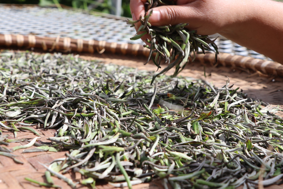 Trà shan tuyết đang được phơi tự nhiên. (Ảnh: Hạnh Nguyễn/Vietnam+)