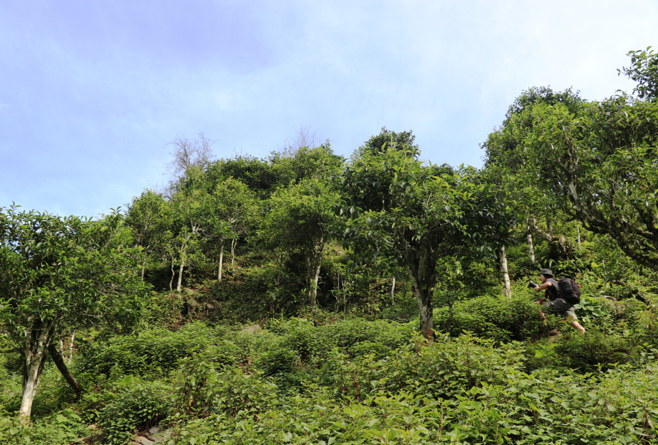 Tà Xùa (huyện Bắc Yên, Sơn La) nằm trên độ cao 1.600m-1.700m so với mặt nước biển với cung đường lên tới bản là những vách núi, vực đá chênh vênh. (Ảnh: Hạnh Nguyễn/Vietnam+)