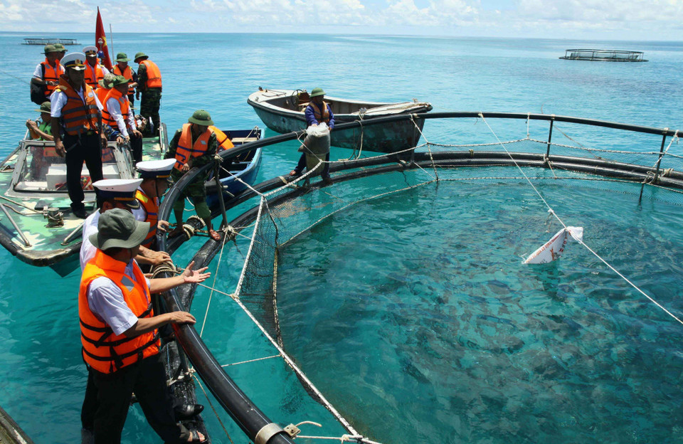  Mô hình nuôi cá lồng của chiến sỹ đảo Đá Tây góp phần cải thiện đời sống và phát triển kinh tế quốc phòng. (Ảnh: Hồ Cầu/ TTXVN)