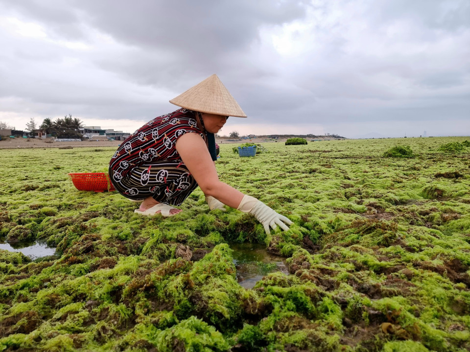 Ngư dân khai thác rong xanh ở bãi rạn thôn Từ Thiện, xã Phước Dinh, huyện Thuận Nam. (Ảnh: Nguyễn Thành/TTXVN)
