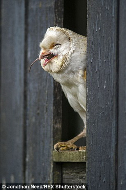 Chú chim cú mèo mãn nguyện khi nuốt chửng được con mồi. (Nguồn: Daily Mail) 