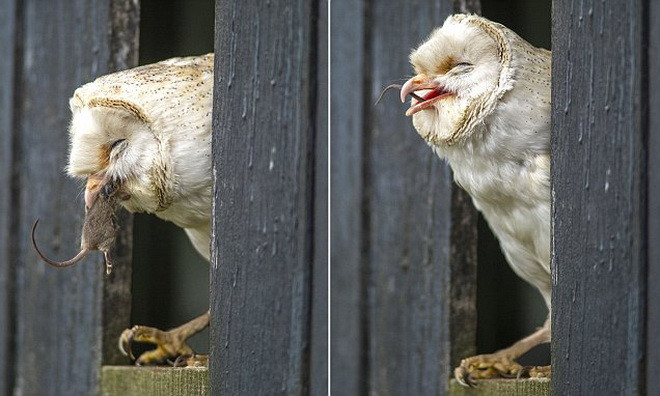  Trung tâm nuôi chim ưng Mid Wales hiện đang nuôi dưỡng khoảng 20 loài chim. (Nguồn: Daily Mail) 