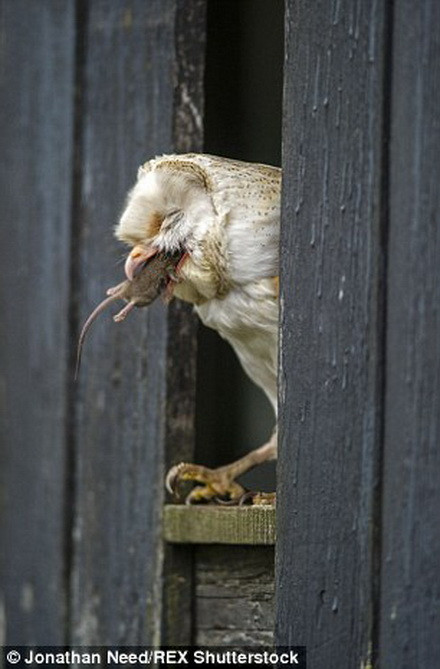 Chú chim cú mèo chỉ mất vài giây để hạ gục con mồi. Tuy nhiên, để nuốt trọn chú chuột, nó cần 1-2 phút. (Nguồn: Daily Mail) 