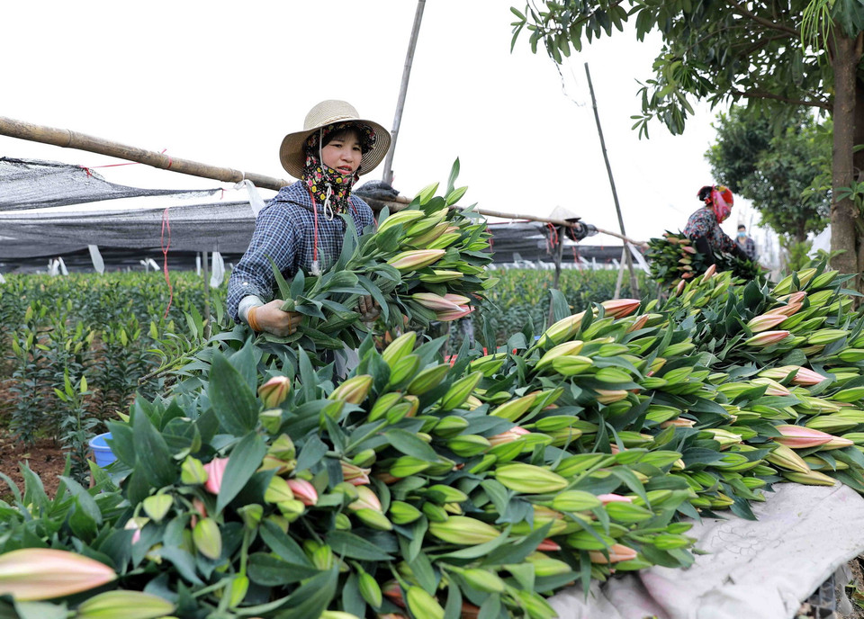 Người dân ở làng hoa Tây Tựu áp dụng các kinh nghiệm kỹ thuật chăm sóc để cho hoa ly nở đúng vào dịp Tết. (Ảnh: Vũ Sinh/TTXVN)