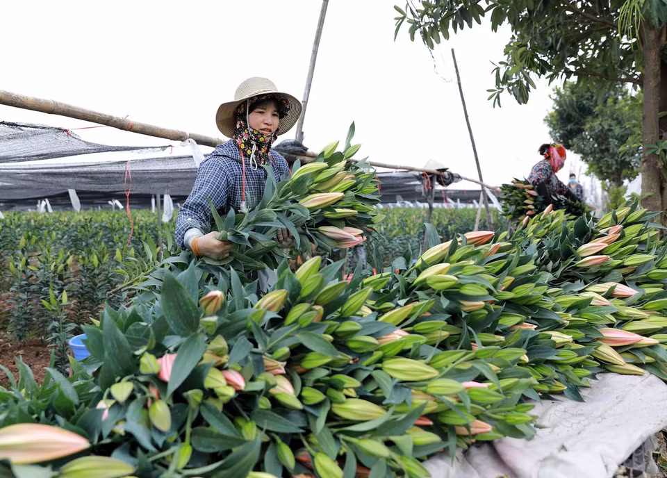 Người dân ở làng hoa Tây Tựu áp dụng các kinh nghiệm kỹ thuật chăm sóc để cho hoa ly nở đúng vào dịp Tết. (Ảnh: Vũ Sinh/TTXVN)