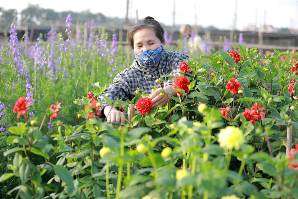 Người dân ở làng hoa Tây Tựu thu hoạch hoa thược dược để cung cấp cho thị trường. (Ảnh: Vũ Sinh/TTXVN)