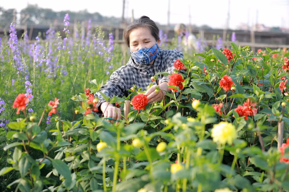 Người dân ở làng hoa Tây Tựu thu hoạch hoa thược dược để cung cấp cho thị trường. (Ảnh: Vũ Sinh/TTXVN)