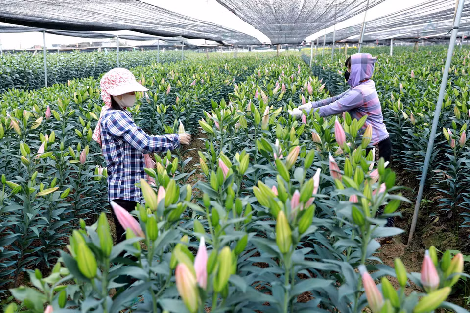 Người dân ở làng hoa Tây Tựu thu hoạch hoa ly để cung cấp cho thị trường. (Ảnh: Vũ Sinh/TTXVN)
