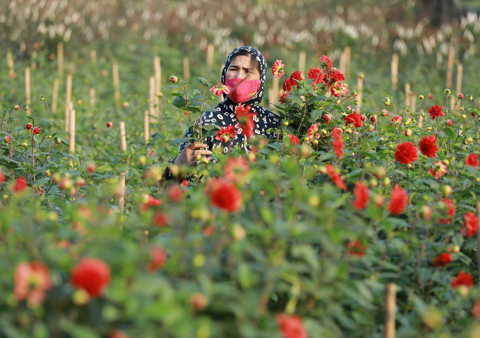 Người dân ở làng hoa Tây Tựu áp dụng các kỹ thuật chăm sóc để cho hoa thược dược nở đúng vào dịp Tết. (Ảnh: Vũ Sinh/TTXVN)