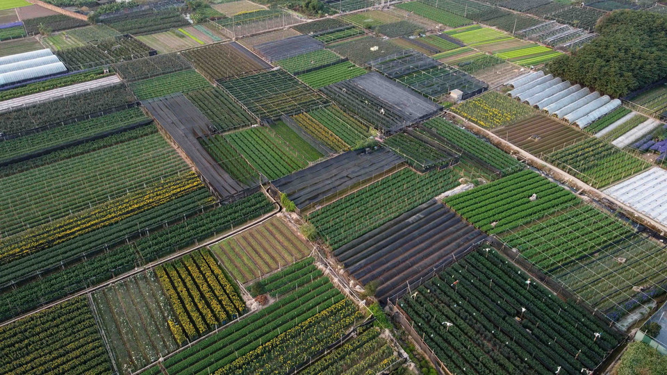 Vùng trồng hoa chuyên canh của làng Tây Tựu. (Ảnh: Vũ Sinh/TTXVN)