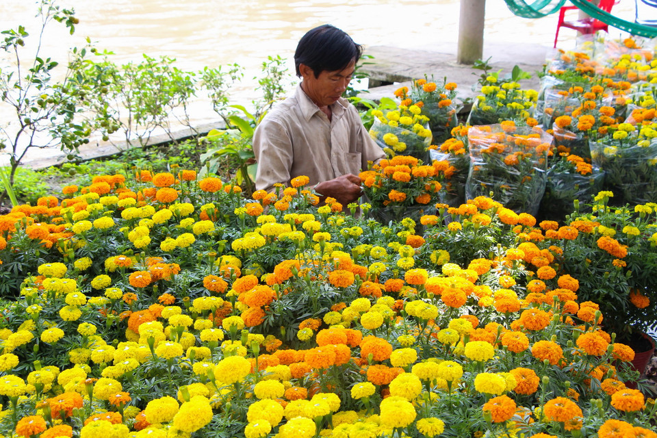 Với sản phẩm ngày càng đa dạng, làng hoa Xáng Mới sẽ tiếp tục phát triển trong tương lai. (Ảnh: Hồng Thái/TTXVN)