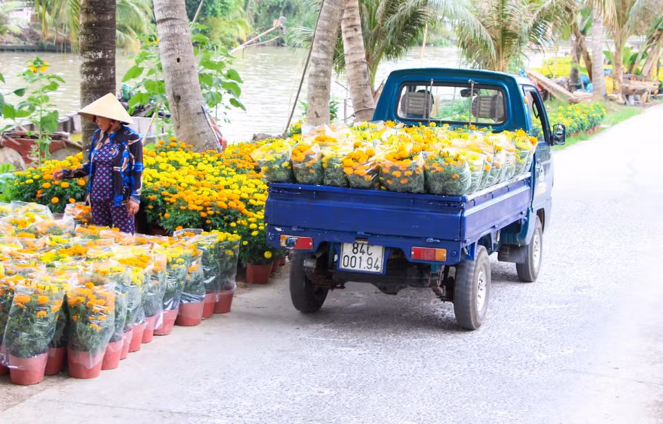 Những chuyến xe chở hoa từ làng hoa Xáng Mới đi tiêu thụ. (Ảnh: Hồng Thái/TTXVN)