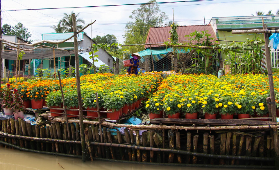 Nằm ven kênh Xáng Mới, làng hoa có nhiều điều kiện phát triển du lịch trong tương lai. (Ảnh: Hồng Thái/TTXVN)