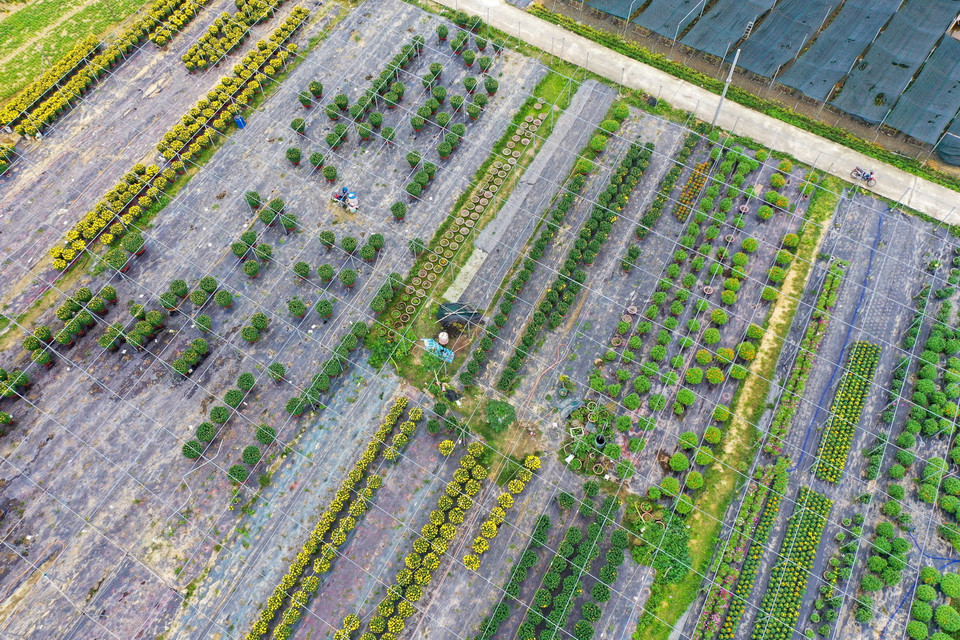 Hơn 95% số hoa trong làng hoa Dương Sơn đã được thương lái vận chuyển đi tiêu thụ tại các tỉnh, thành phục vụ thị trường Tết 2021. (Ảnh: Trần Lê Lâm/TTXVN)