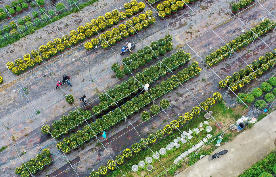 Hoa tại làng hoa Dương Sơn được tích cực chăm sóc để vận chuyển đi phục vụ thị trường Tết 2021. (Ảnh: Trần Lê Lâm/TTXVN)