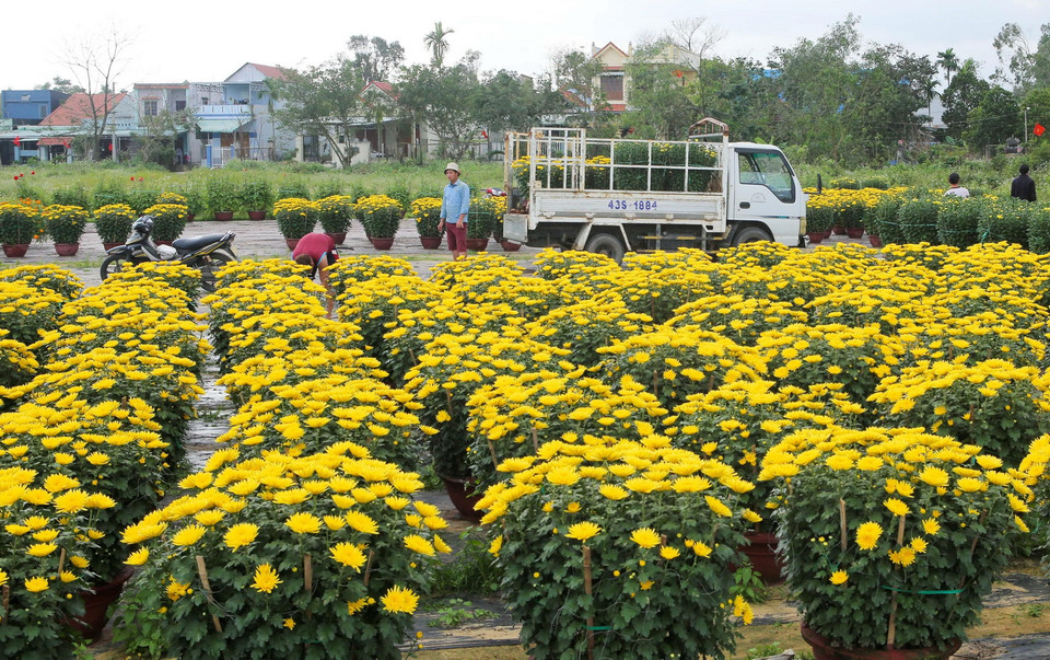 Xe vận chuyển hoa từ làng hoa Dương Sơn đi các nơi phục vụ thị trường Tết 2021. (Ảnh: Trần Lê Lâm/TTXVN)