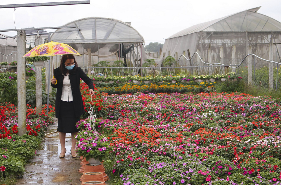 Làng hoa An Lạc, phường Đông Giang, thành phố Đông Hà, là nơi trồng hoa với diện tích lớn nhất Quảng Trị(Ảnh: Hồ Cầu/TTXVN)