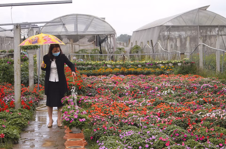 Làng hoa An Lạc, phường Đông Giang, thành phố Đông Hà, là nơi trồng hoa với diện tích lớn nhất Quảng Trị(Ảnh: Hồ Cầu/TTXVN)