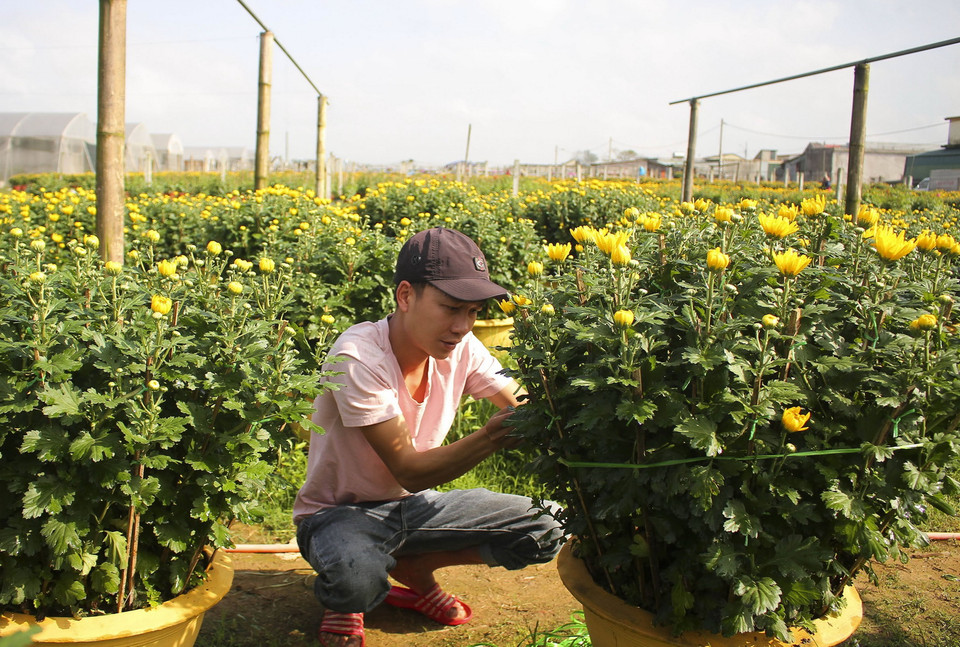 Làng hoa An Lạc, phường Đông Giang, thành phố Đông Hà, là nơi trồng hoa với diện tích lớn nhất Quảng Trị(Ảnh: Hồ Cầu/TTXVN)
