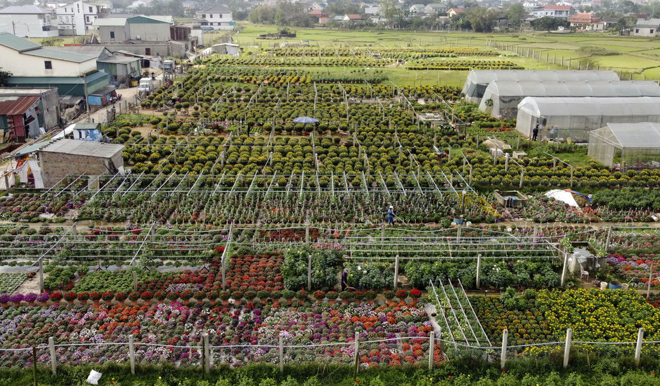 Làng hoa An Lạc, phường Đông Giang, thành phố Đông Hà, là nơi trồng hoa với diện tích lớn nhất Quảng Trị(Ảnh: Hồ Cầu/TTXVN)